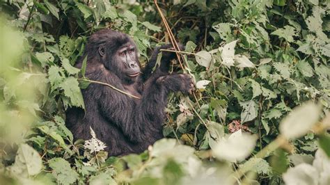 Trekking With Mountain Gorillas: Everything You Need To Know | Intrepid Travel Blog