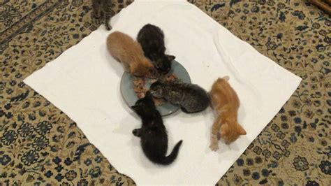 Nom nom nom nom : r/Kitten