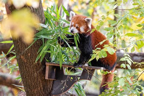 Premium Photo | Young red pandas eating bamboo portrait of a panda ...