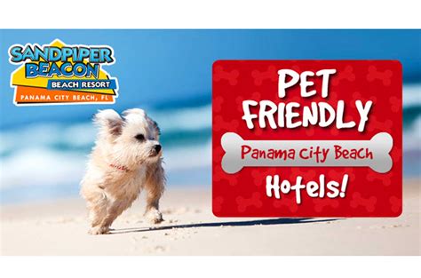 Pet Friendly - Sandpiper Beacon Beach Resort | Panama City Beach Hotels ...