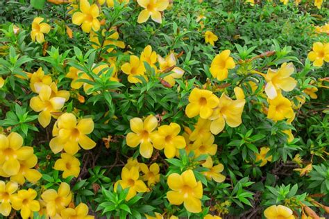 Yellow Bells: Plant Care & Growing Guide