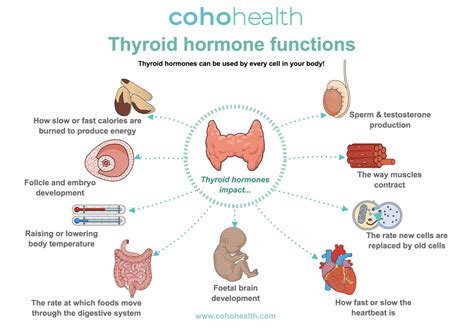 Thyroid Gland Hormones And Functions