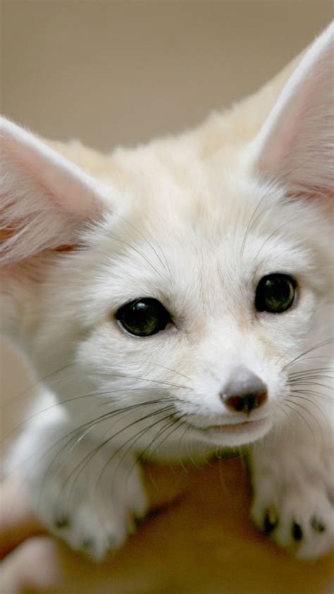 Fennec Fox, Cute, Big Ears | Pet fox, Cute baby animals, Cute animals