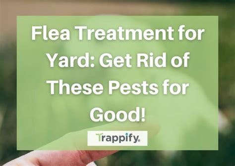 Flea Treatment for Yard: Get Rid of These Pests for Good!