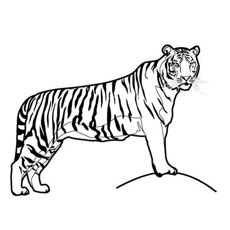 Tiger Drawing For Kids at PaintingValley.com | Explore collection of ...