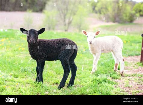 Black lamb and white lamb in farmyard Stock Photo - Alamy