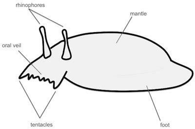 2: Anatomical configuration of Pleurobranchaea californica. | Download ...