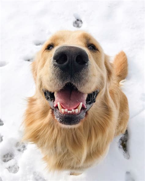 Gorgeous Golden Retriever Smile | Golden retriever, Golden retriever photography, Dogs golden ...