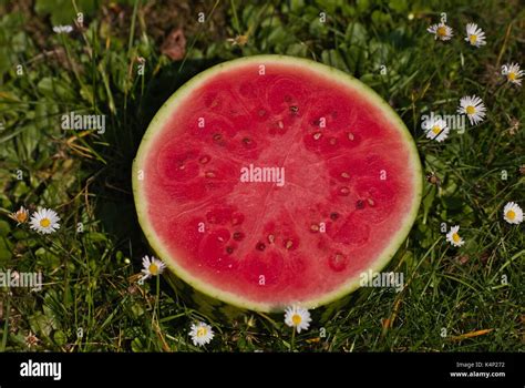 Watermelon Citrullus lanatus var. lanatus Stock Photo - Alamy