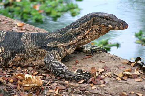 ASIAN WATER MONITOR (Varanus salvator) | Monitor lizard, Water monitor, Large lizards