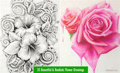 45 Beautiful Flower Drawings and Realistic Color Pencil Drawings