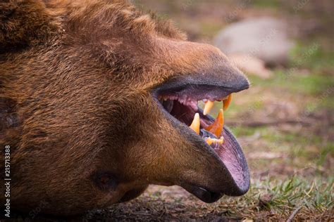 Grizzly bear jaws and teeth close up. Stock Photo | Adobe Stock