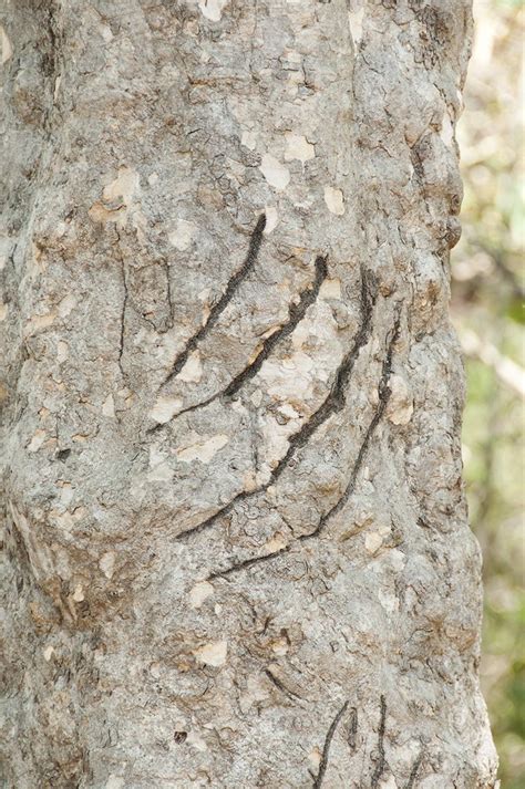 A tiger's claw marks behind left on a tree trunk. #india #tiger #tree