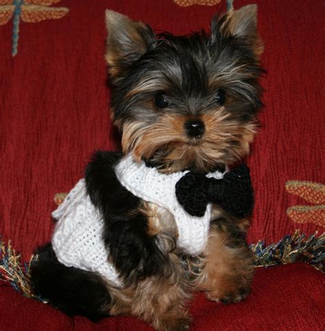 Teacup Yorkie Poo Puppies For Sale In Michigan - Pets Lovers