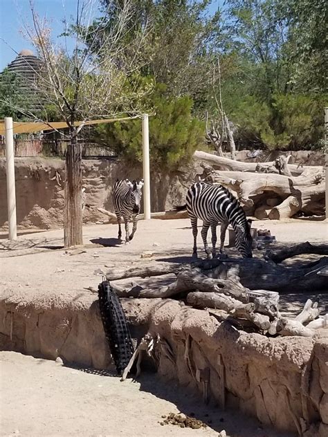 El Paso Zoo | Animals, El paso, Zebra