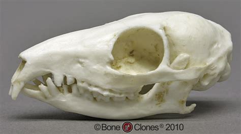 Bone Clones® Tree Shrew Skull Cast (Replica), BC-083