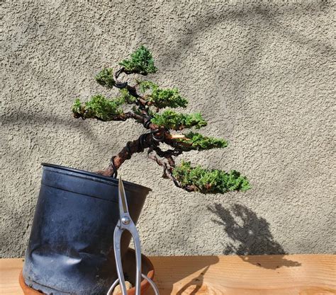 My third attempt at styling a tree, semi cascade Juniper Procumbens ...