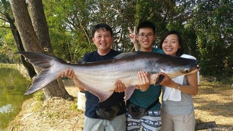 igoiseeishoot: Fishing for Giant Mekong Catfish with the experts at Bo Sang Fishing Park in ...