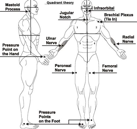 Pressure Points For Self Defense Diagram