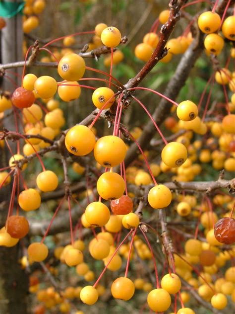 Cinderella Dwarf Crabapple - Plant Library - Pahl's Market - Apple Valley, MN