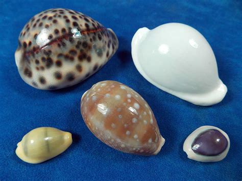 Cowrie Shells - Cypraeidae