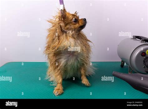 Drying hair in salon hi-res stock photography and images - Alamy