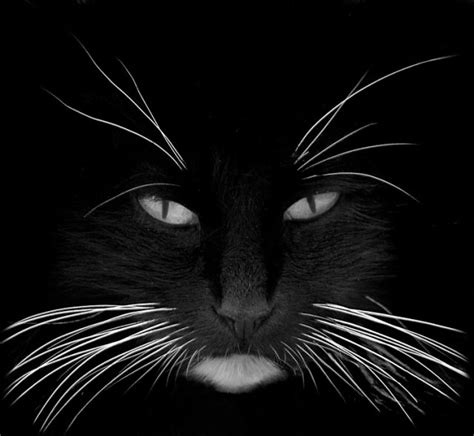 black_cat_white_whiskers