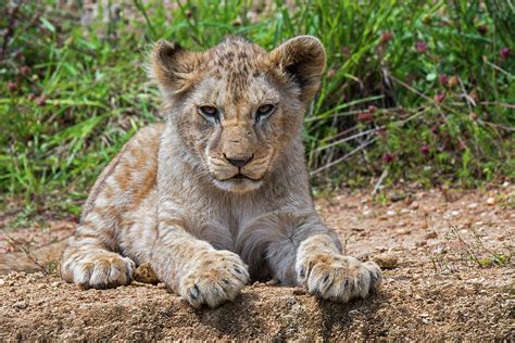 African Lion Cub Photograph by Arterra Picture Library - Fine Art America