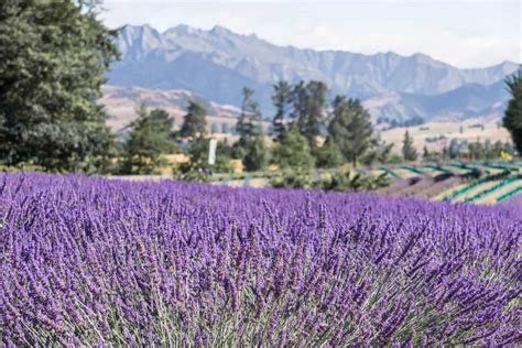 Visit Wanaka Lavender Farm, New Zealand: Tips + Things to Know ...