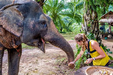 Thai elephant - your guide to the best Khao Sok elephant sanctuary