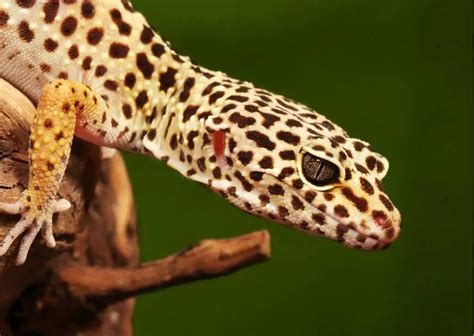 Leopard Gecko Behavior - AnimalBehaviorCorner