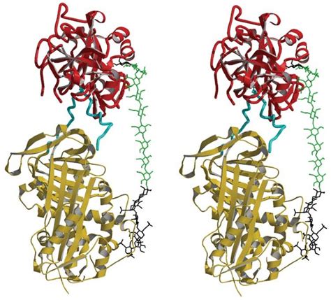 The ternary complex of antithrombin–anhydrothrombin–heparin reveals the basis of inhibitor ...