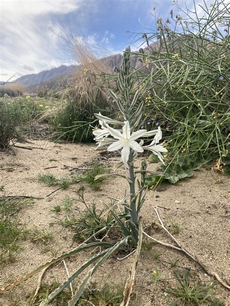 Desert Lily - Center for Plant Conservation