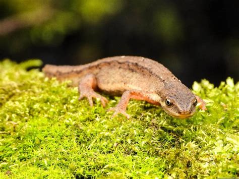 What Do Newts Eat? | Pet Care Advisors