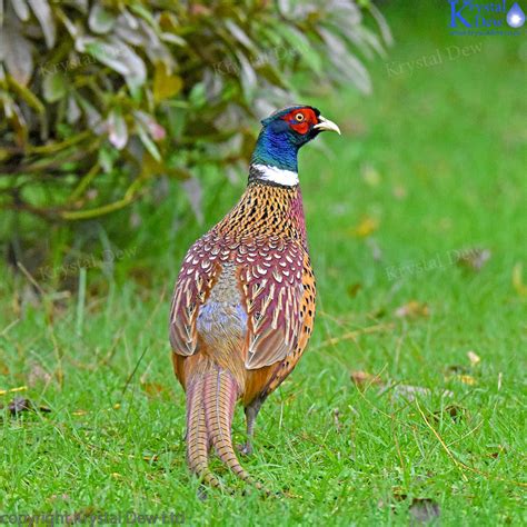 Male Pheasant