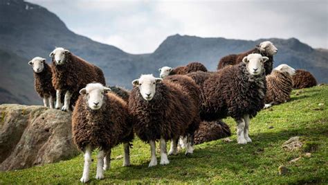 Petition launched to save Herdwick sheep in Lake District - Farmers Weekly