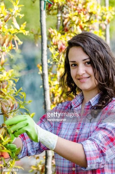 Plum Tree Pruning Photos and Premium High Res Pictures - Getty Images
