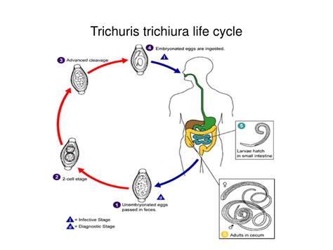 Trichuris Trichiura Life Cycle Cdc