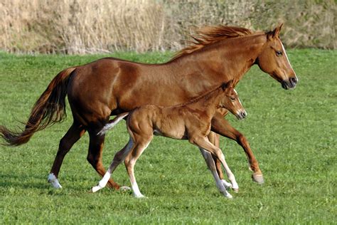 Tips for Foaling Season: Caring for the Mare and New Foal