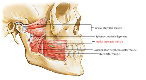 Medial Pterygoid Muscle – Earth's Lab