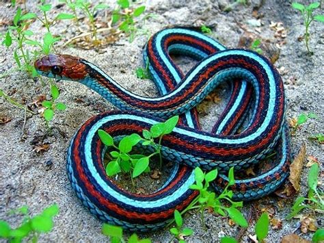 Animal pictures: 8 Oddly colored animals | Amazing Creatures