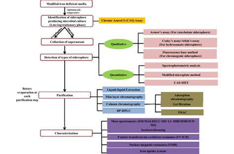 Detection, purification and characterization procedures of siderophores | Download Scientific ...