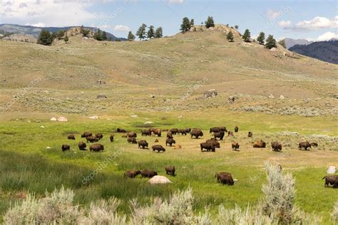 Buffalo Bison Herd Yellowstone National Park Wild Animal — Stock Photo © cboswell #119976776