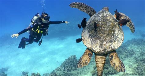 Reef Dive Oahu | Book (808) 400-4481