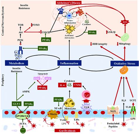 Proposed mechanisms of PPARγ interference with gut-brain-axis... | Download Scientific Diagram