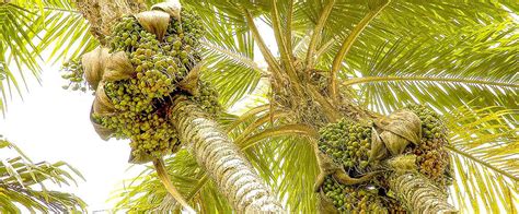 peach palm tree fruits pacuare - Costa Rica