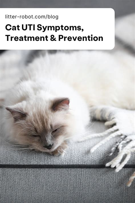 Cat UTI Symptoms, Treatment & Prevention | Litter-Robot