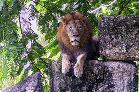 A stunning lion sitting on a rock Photograph by Dianna Tatkow - Fine Art America