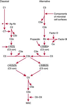 Notes on Complement system: The troop of serum proteins in defence