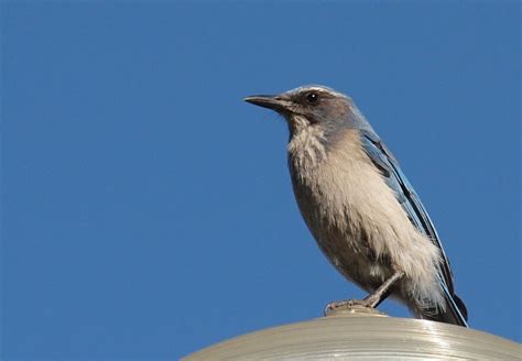 Birding Is Fun!: Western Scrub-Jay